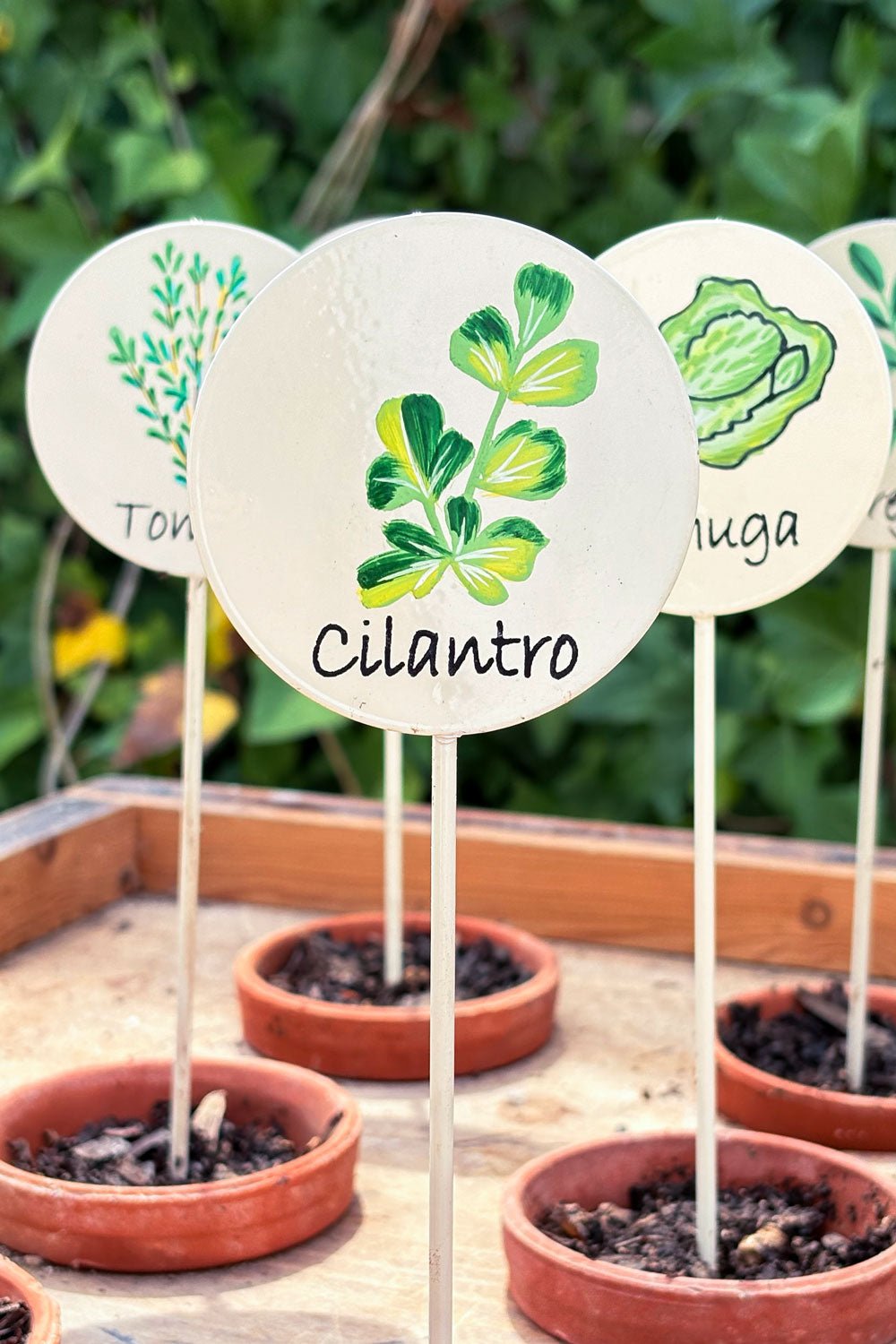Gartenschild Koriander