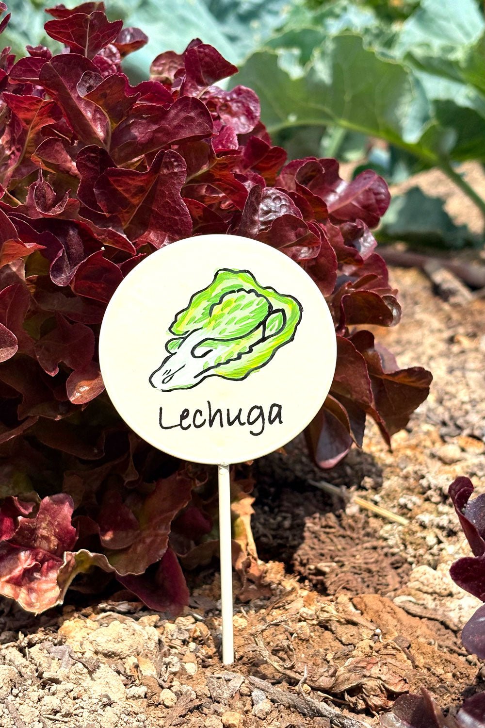 Schild für Gartenpflanzen – Kopfsalat