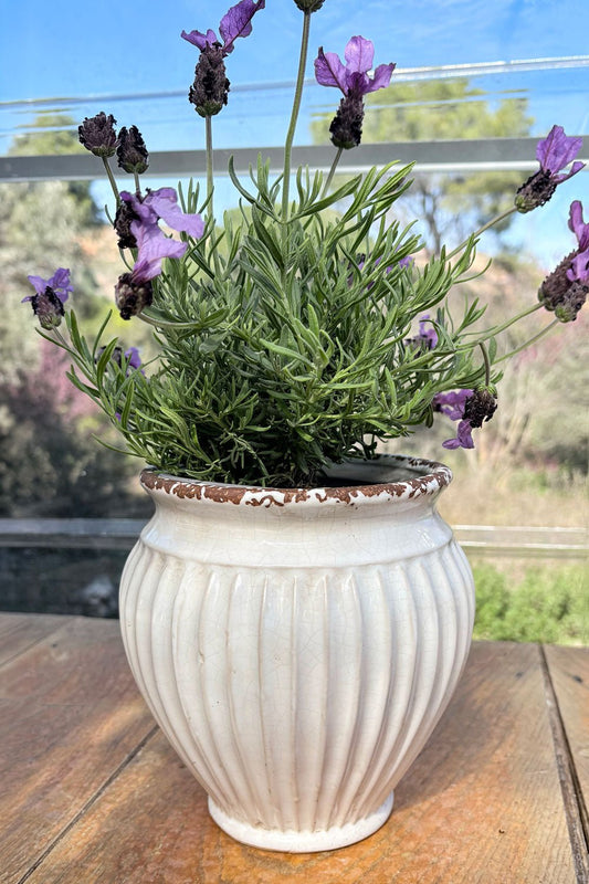 Lavanda Jarrón Diseño Vasija De Porcelana Blanco Roto Cristina Oria