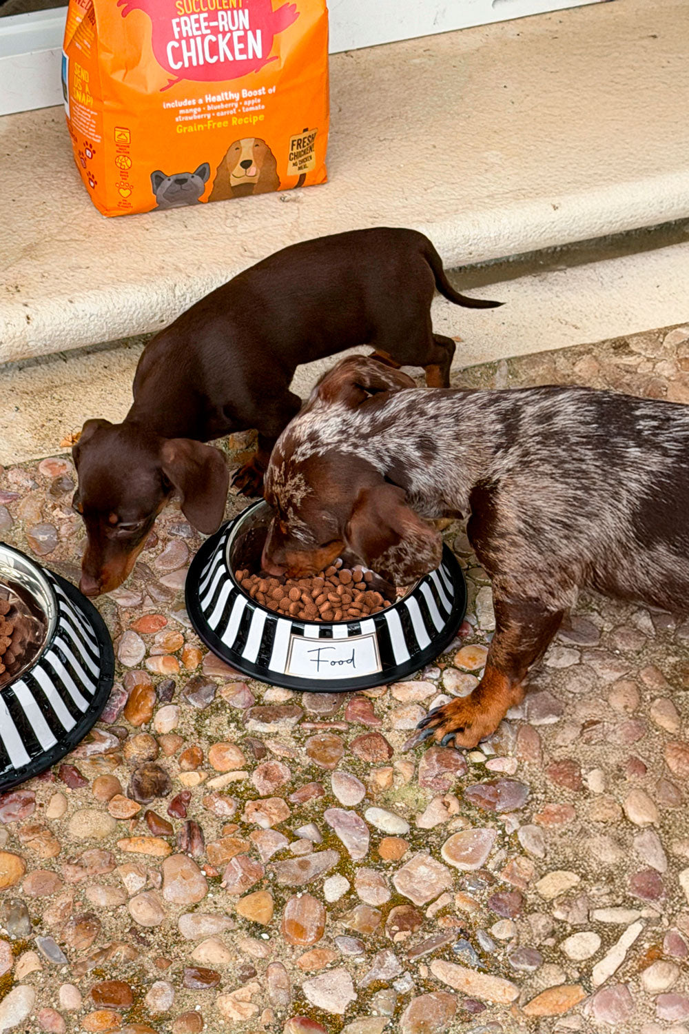 Detalle Perros Comedero Para Mascotas Pintado A Mano Blanco Y Negro Cristina Oria