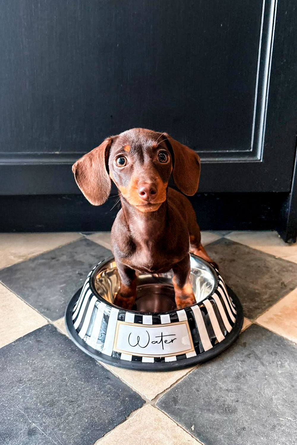 Detalle Perro Bebedero Para Mascotas Pintado A Mano Blanco Y Negro Cristina Oria