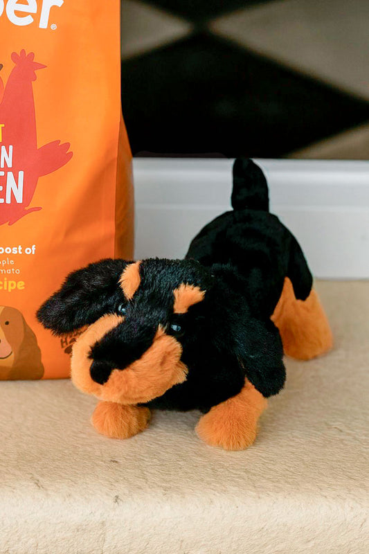 Peluche Teckel CO