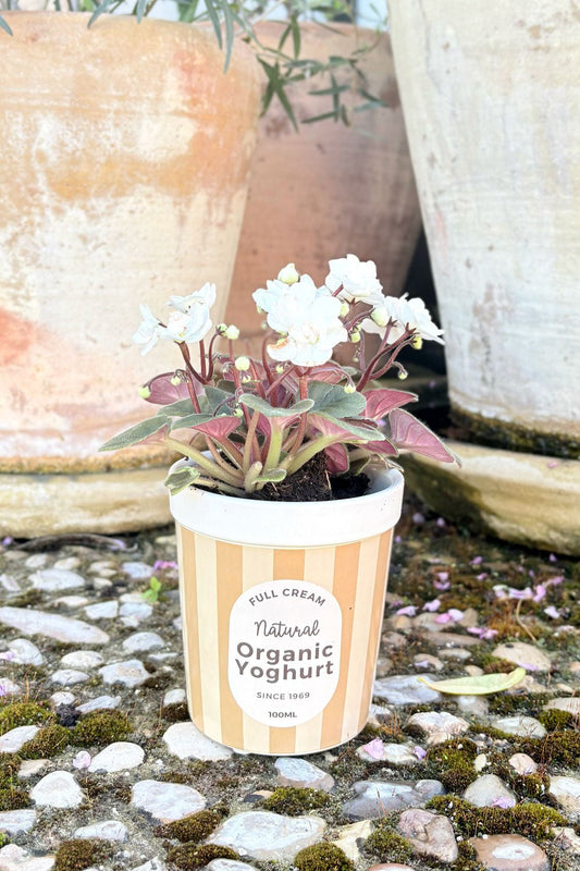 Jarrón Diseño Tarro De Yogur Cristina Oria